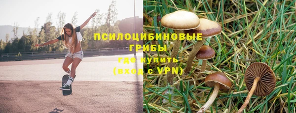 ГАЛЛЮЦИНОГЕННЫЕ ГРИБЫ Сосновый Бор